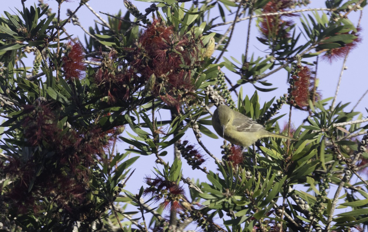 Hooded Oriole - ML647194349