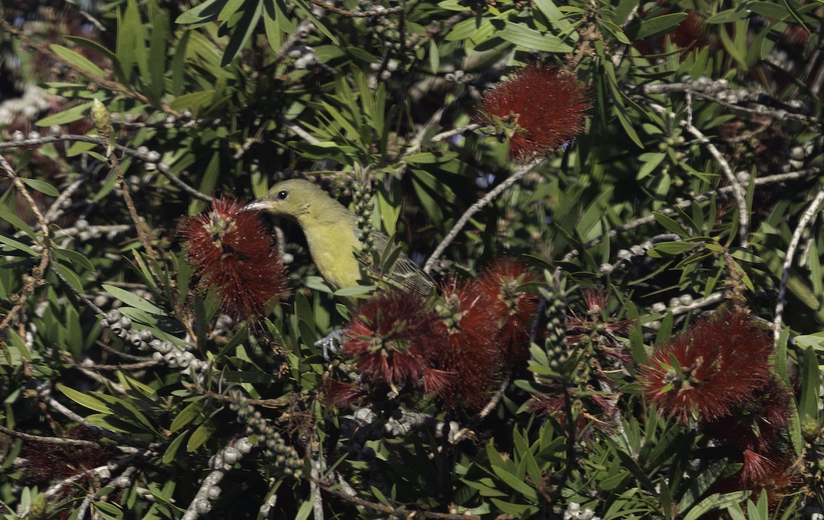 Hooded Oriole - ML647194350