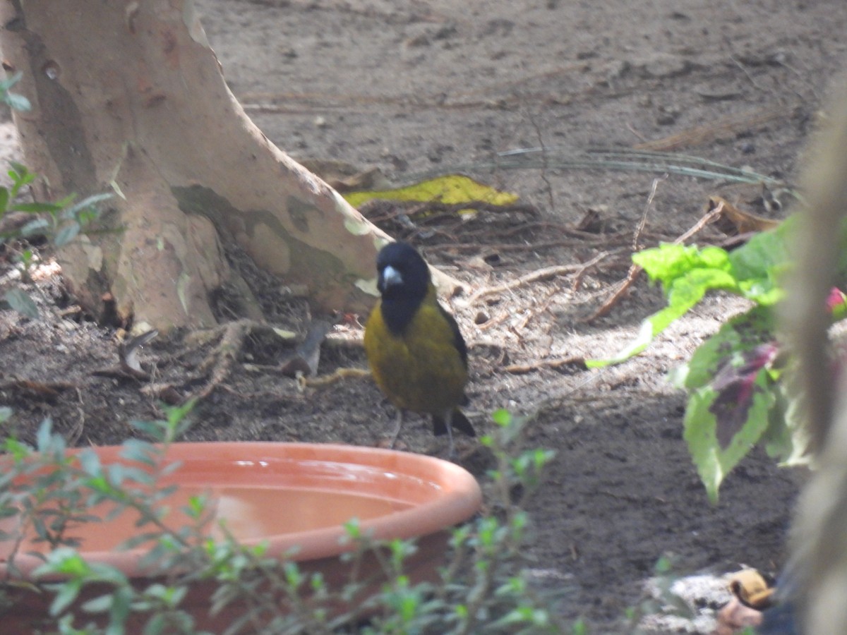 Black-headed Siskin - ML647194363