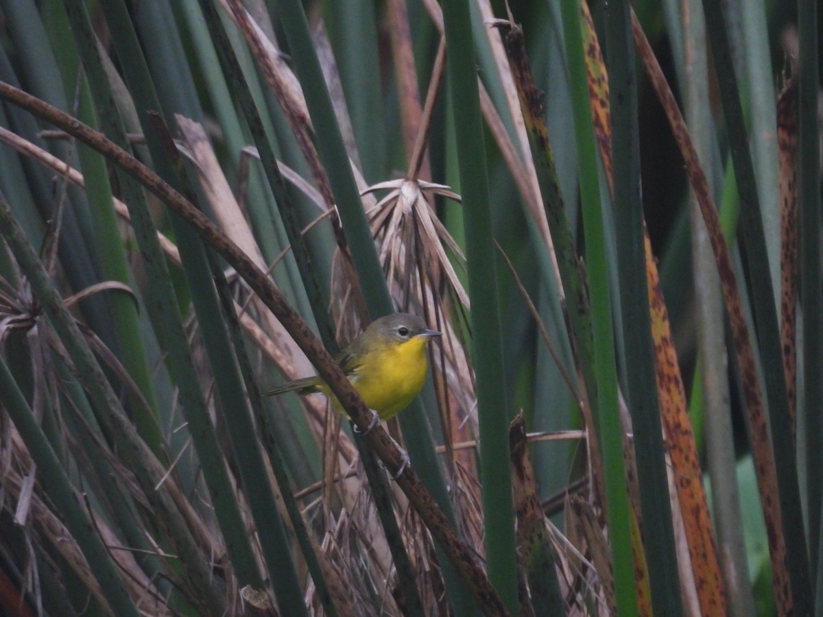 Paruline voilée - ML647194365