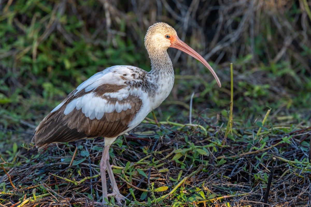 White Ibis - ML647194371