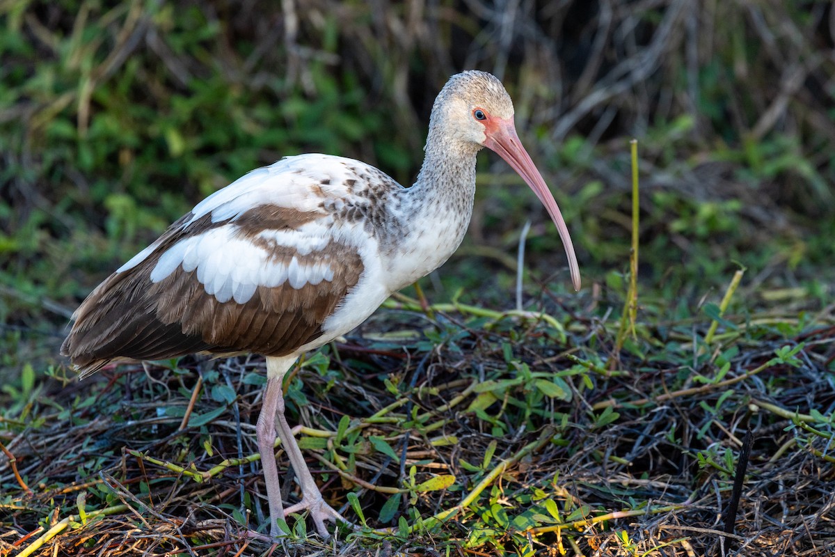 White Ibis - ML647194372
