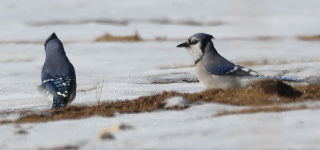 Blue Jay - ML647194390