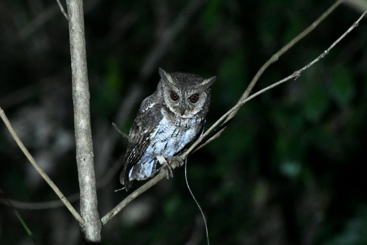 výreček molucký - ML647194412