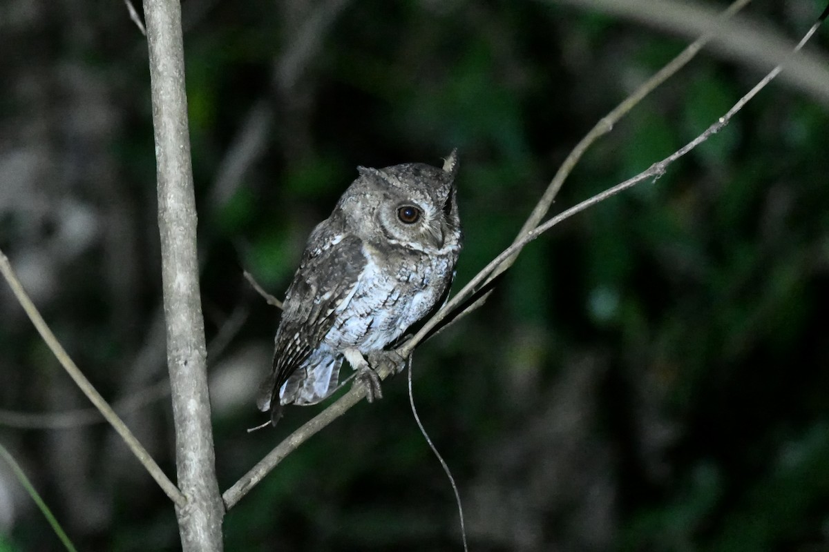 výreček molucký - ML647194413