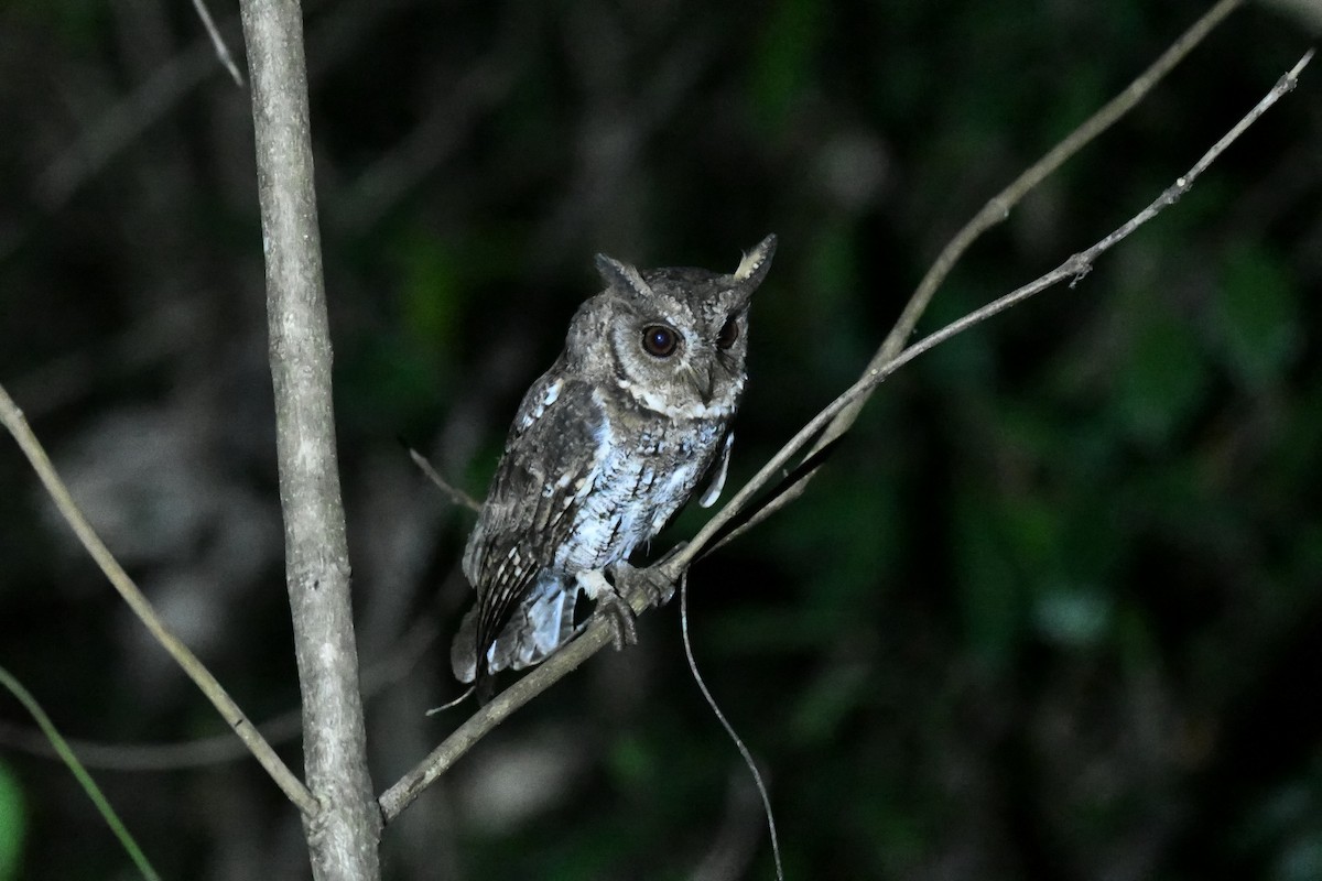 výreček molucký - ML647194414