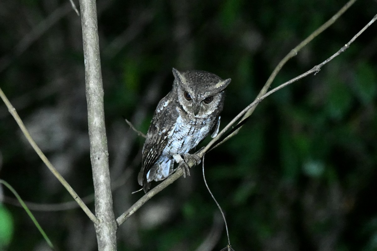 výreček molucký - ML647194415