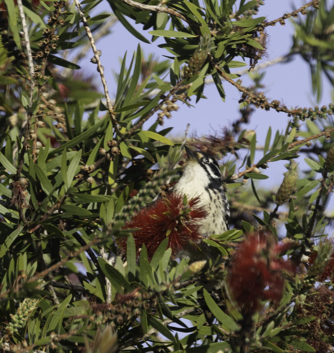 Nuttallspecht - ML647194419