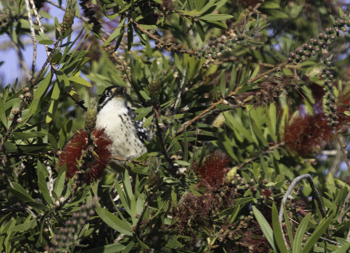 Nuttallspecht - ML647194422