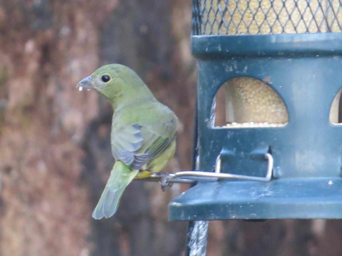Painted Bunting - ML647194439
