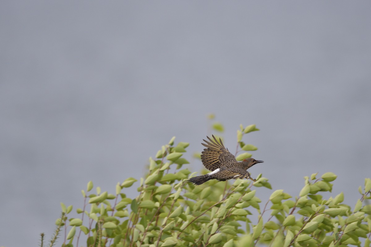 Northern Flicker - ML647194443