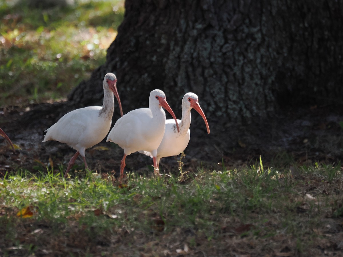 White Ibis - ML647194461