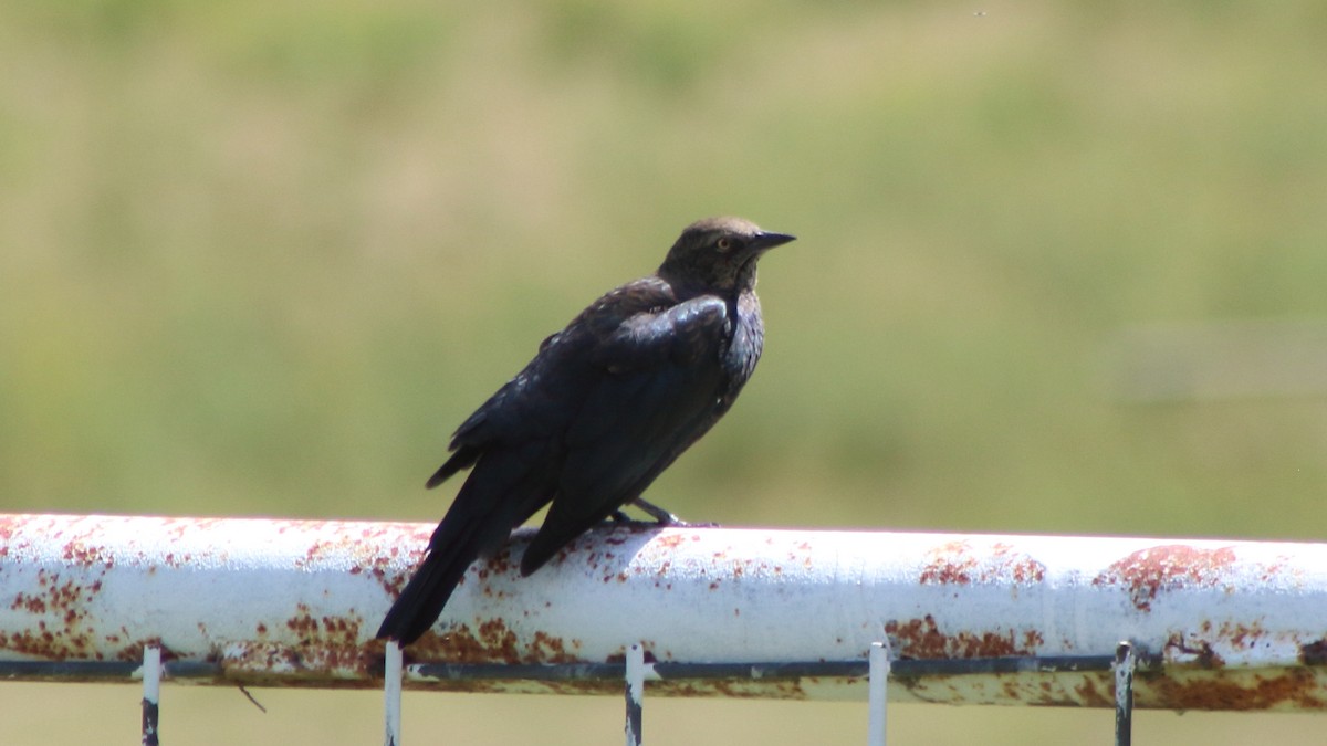 Brewer's Blackbird - ML647194492