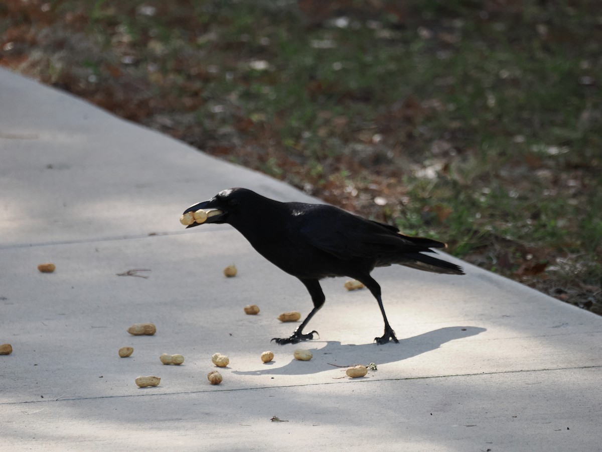 American Crow - ML647194496