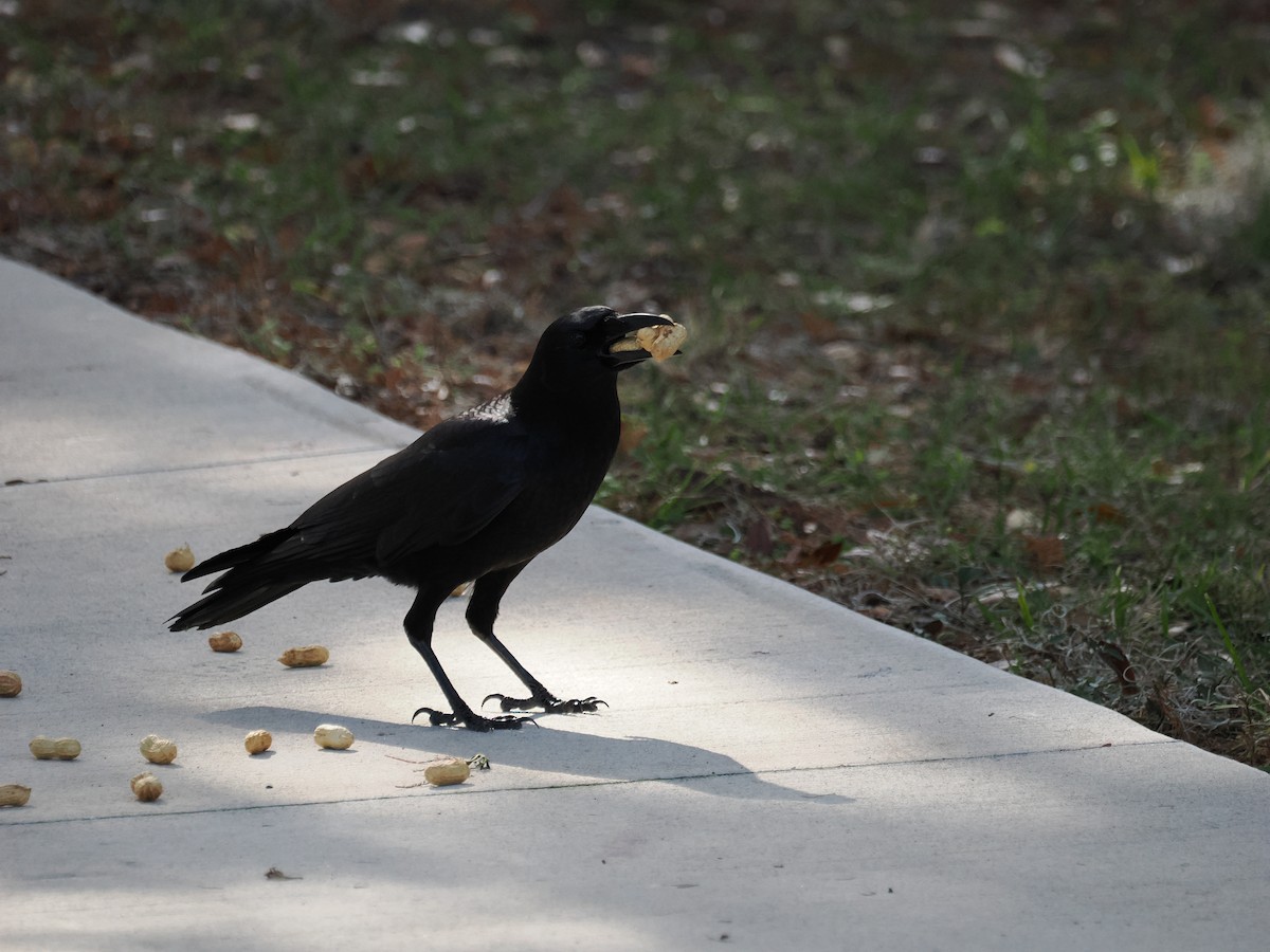 American Crow - ML647194504