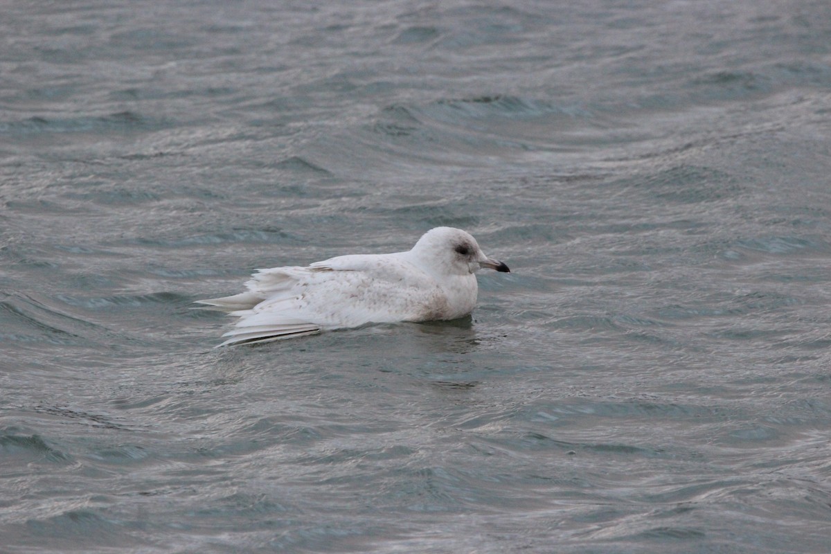 アイスランドカモメ - ML647194506