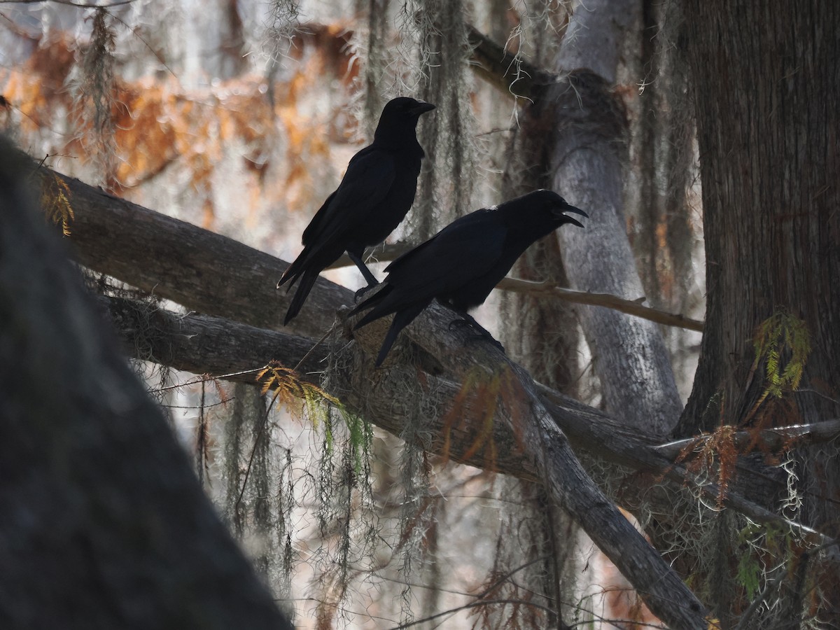 American Crow - ML647194509