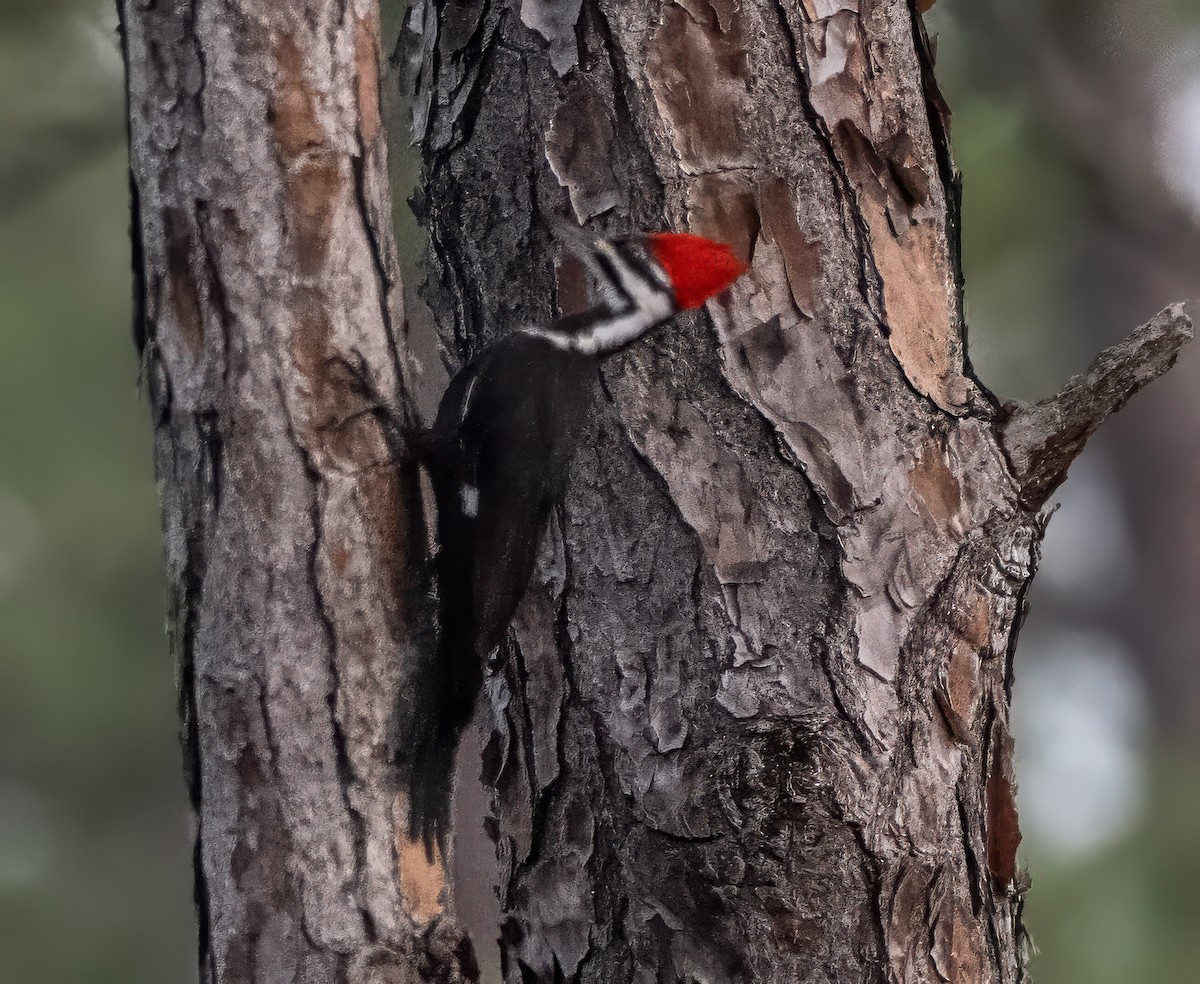 Pileated Woodpecker - ML647194510