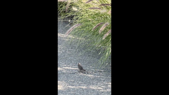 Rufous-crowned Sparrow - ML647194511