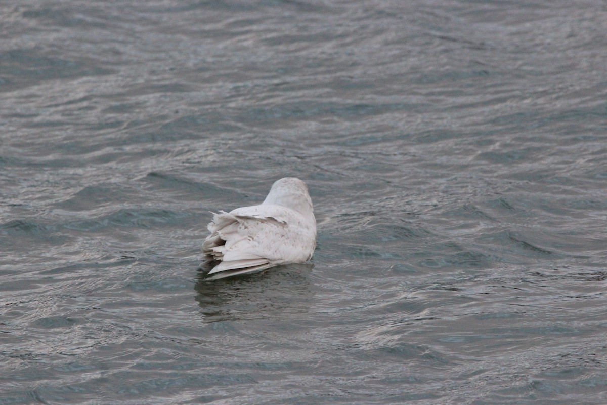 アイスランドカモメ - ML647194518