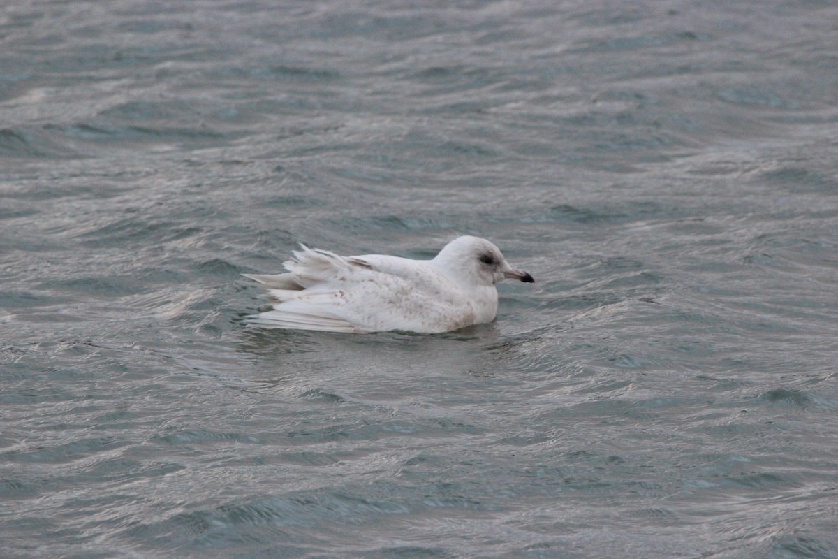 アイスランドカモメ - ML647194522