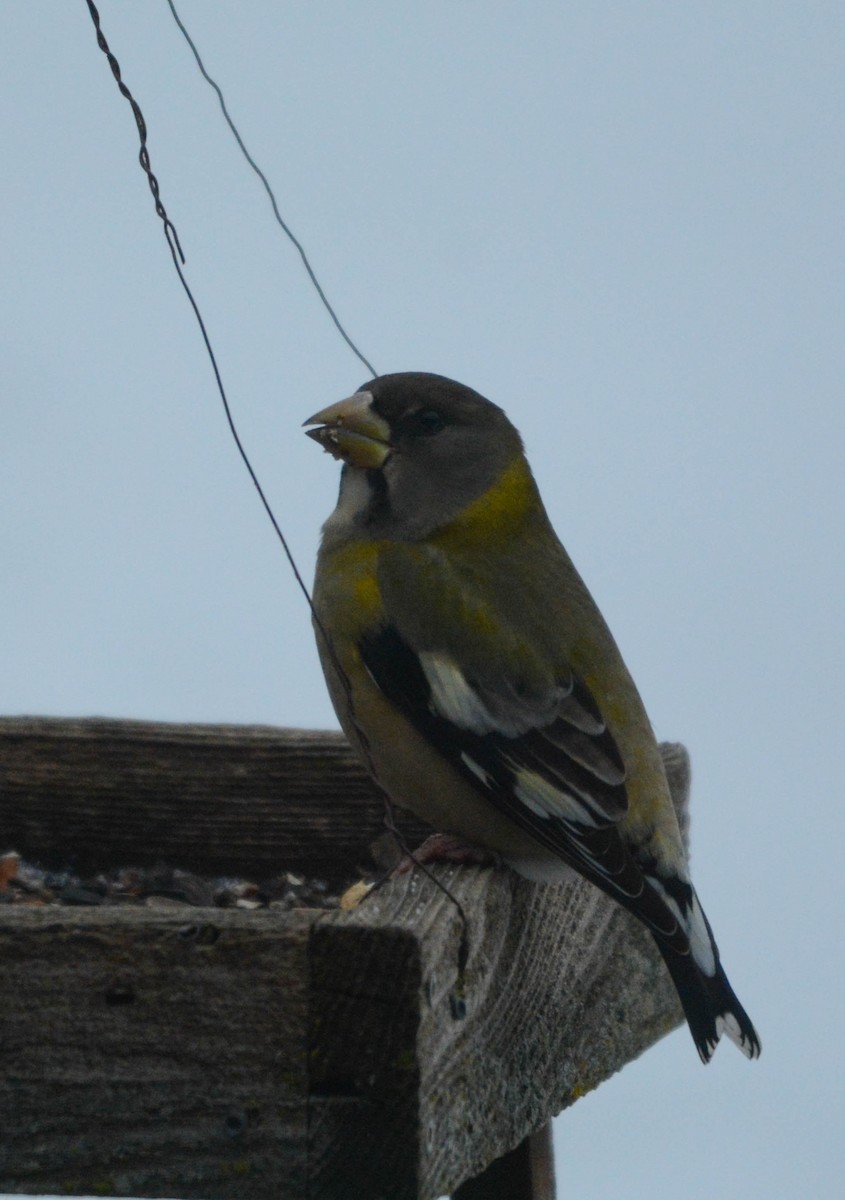 Evening Grosbeak - ML647194526