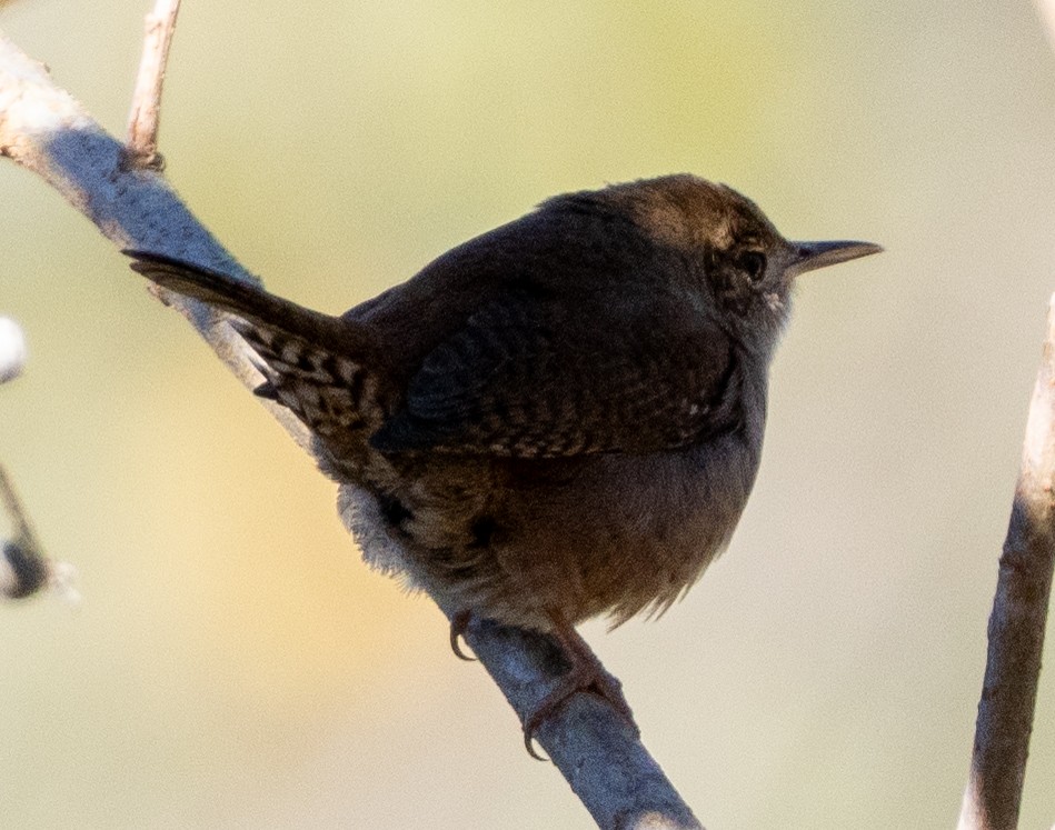 Northern House Wren - ML647194529