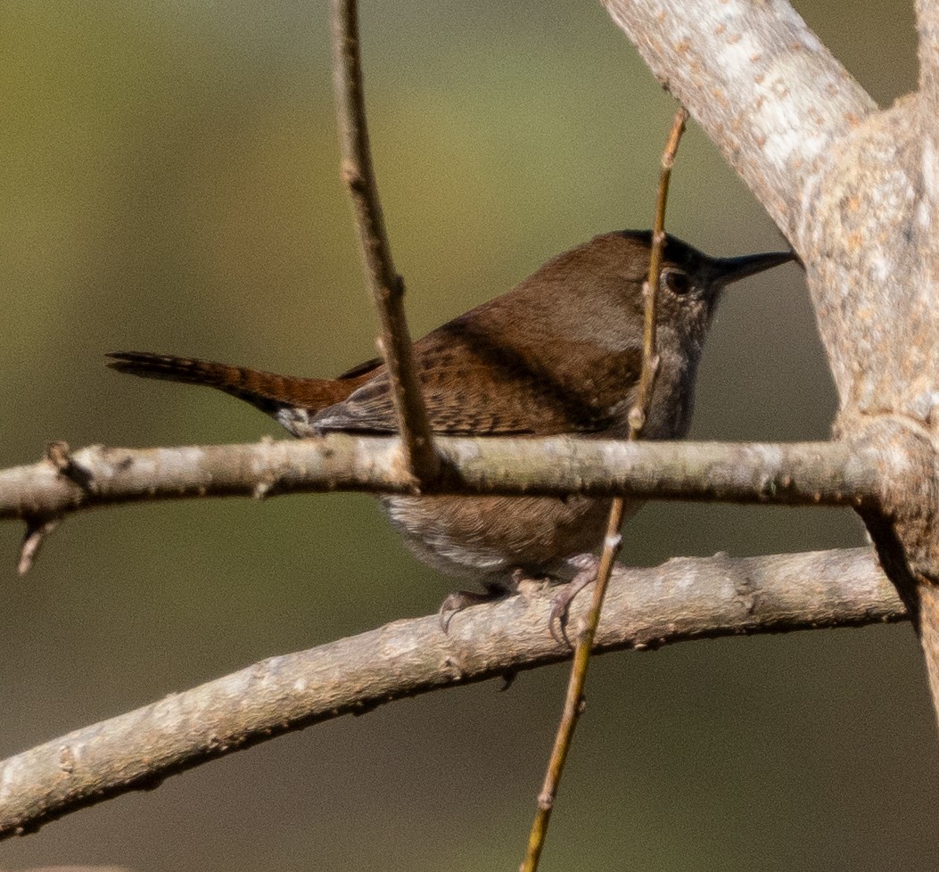 Northern House Wren - ML647194530