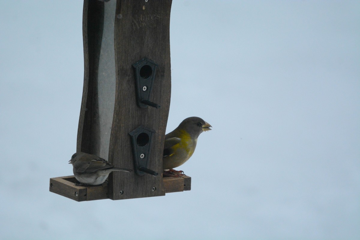 Evening Grosbeak - ML647194540