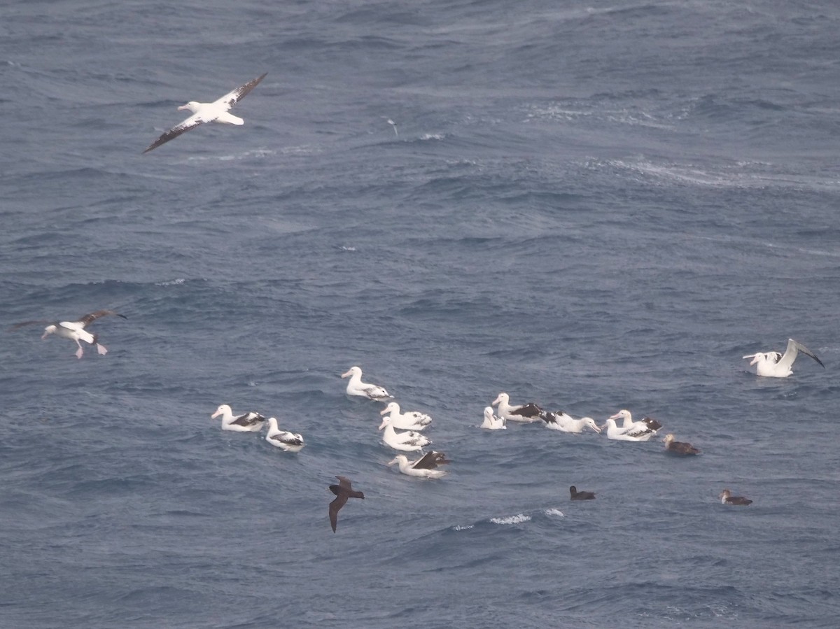 Snowy Albatross - ML647194542