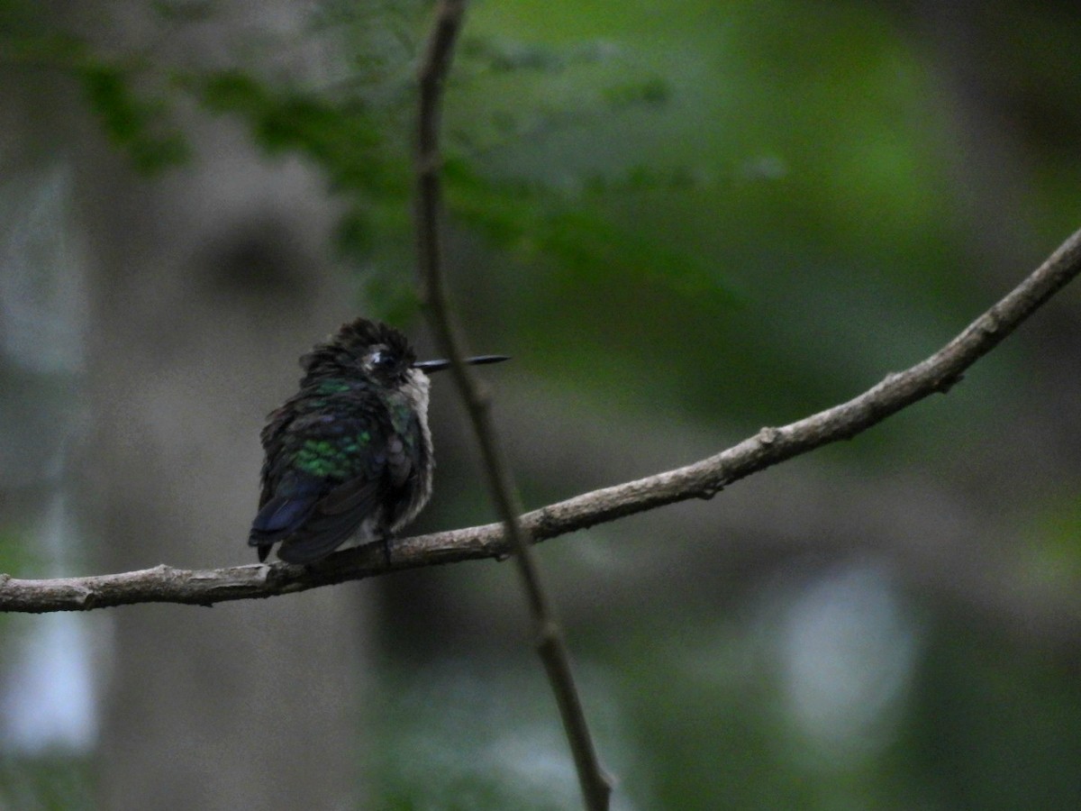 Violet-capped Woodnymph - ML647194549