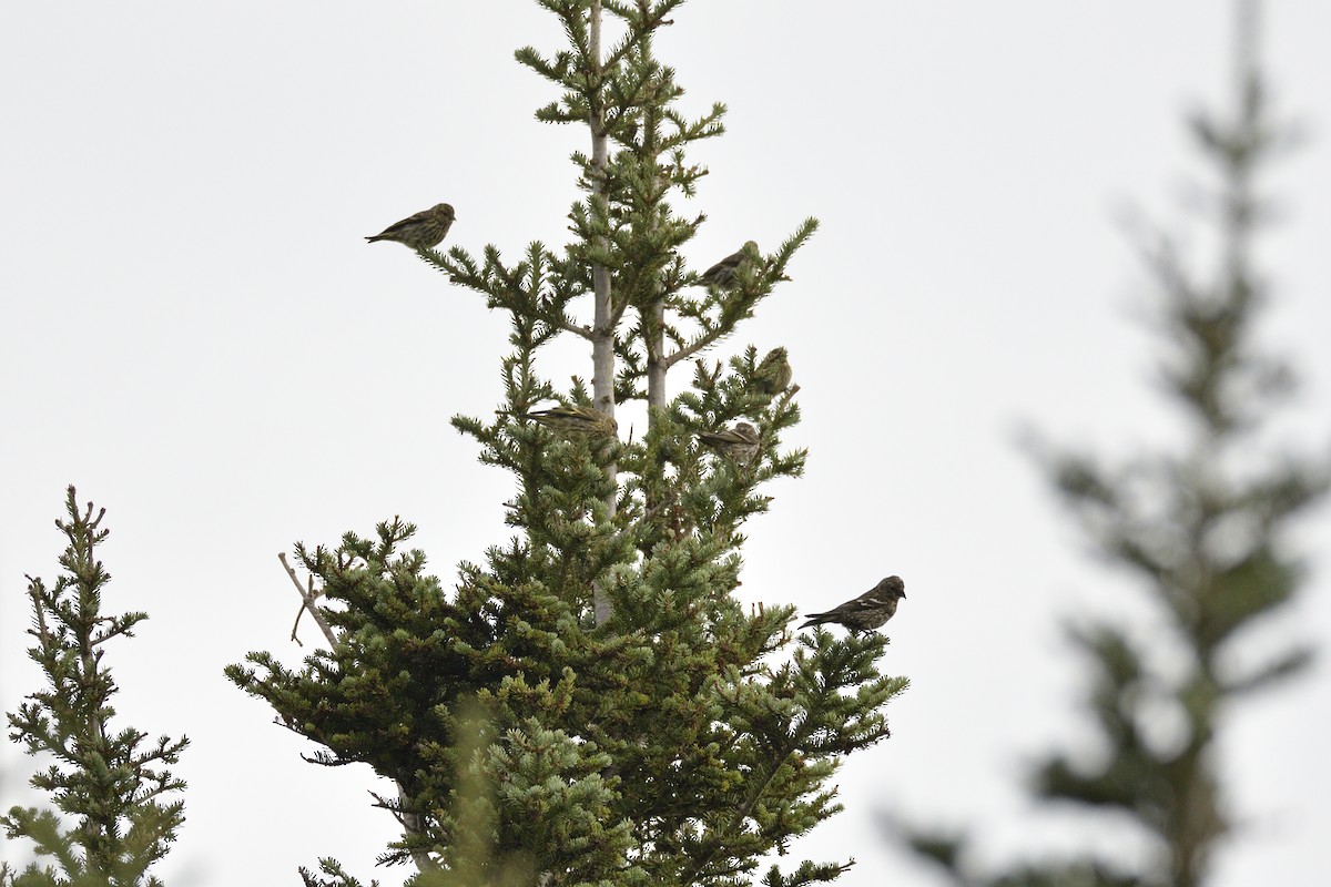 White-winged Crossbill - ML647194555