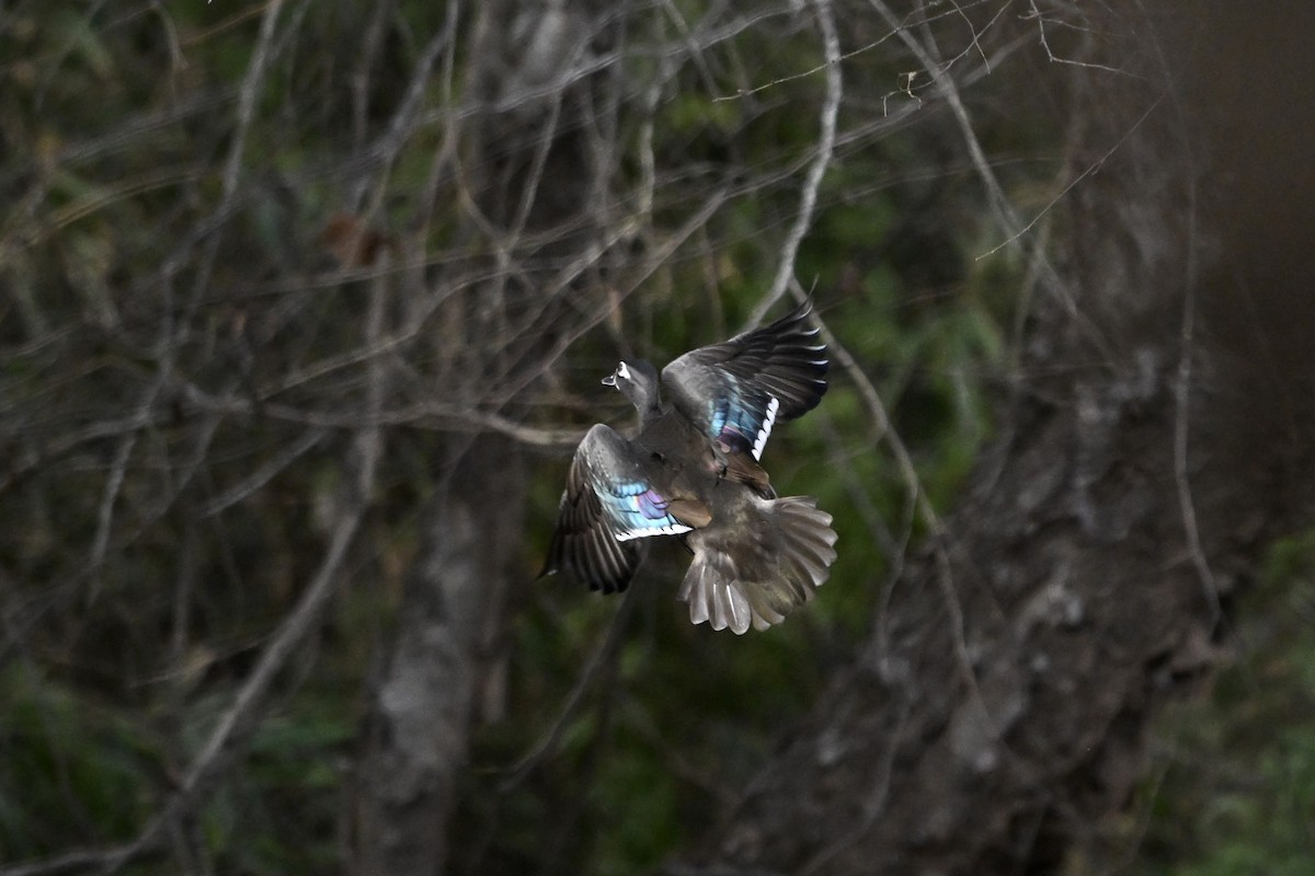 kachnička karolínská - ML647194570