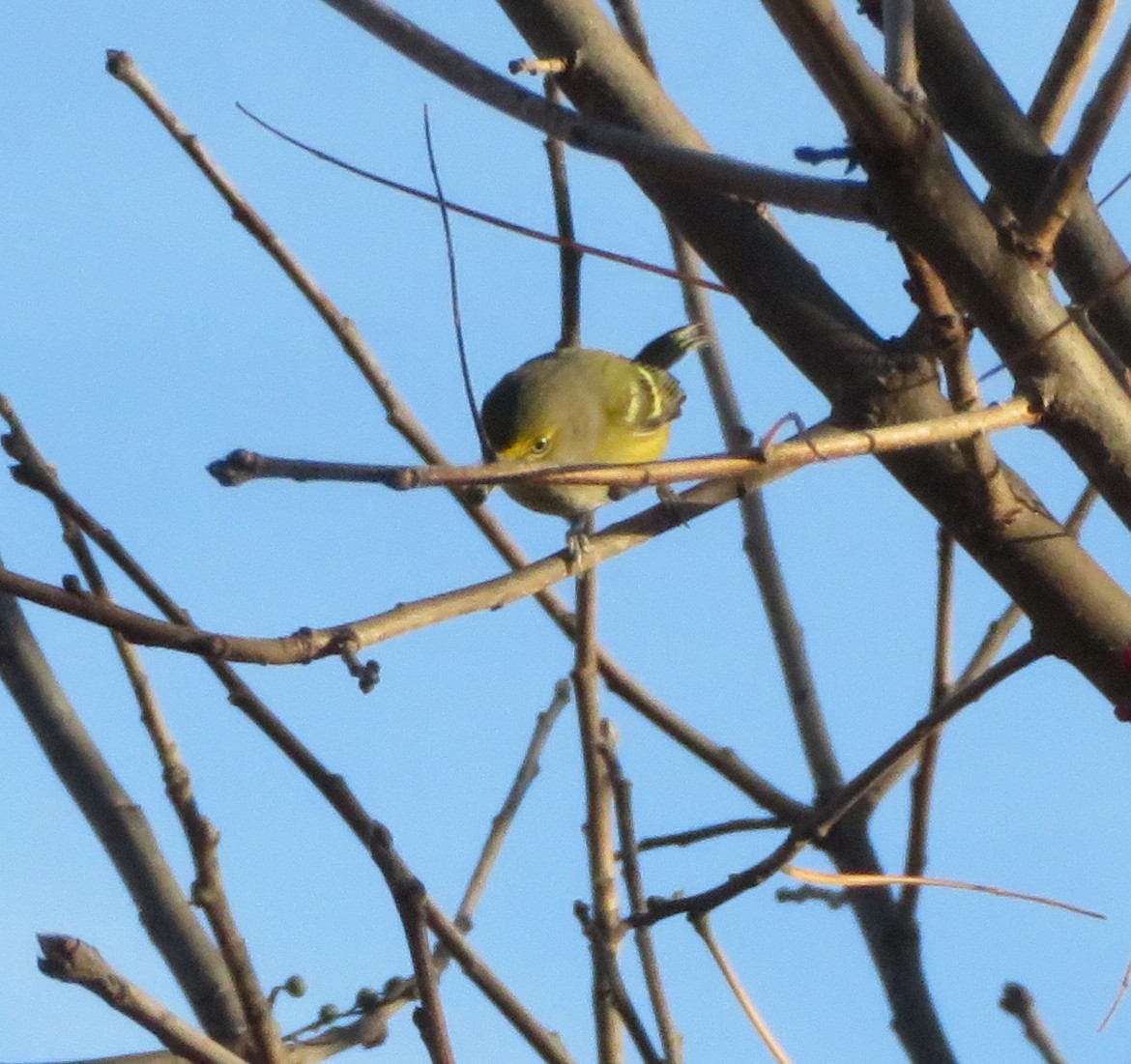 ויראו לבן-עין - ML647194572