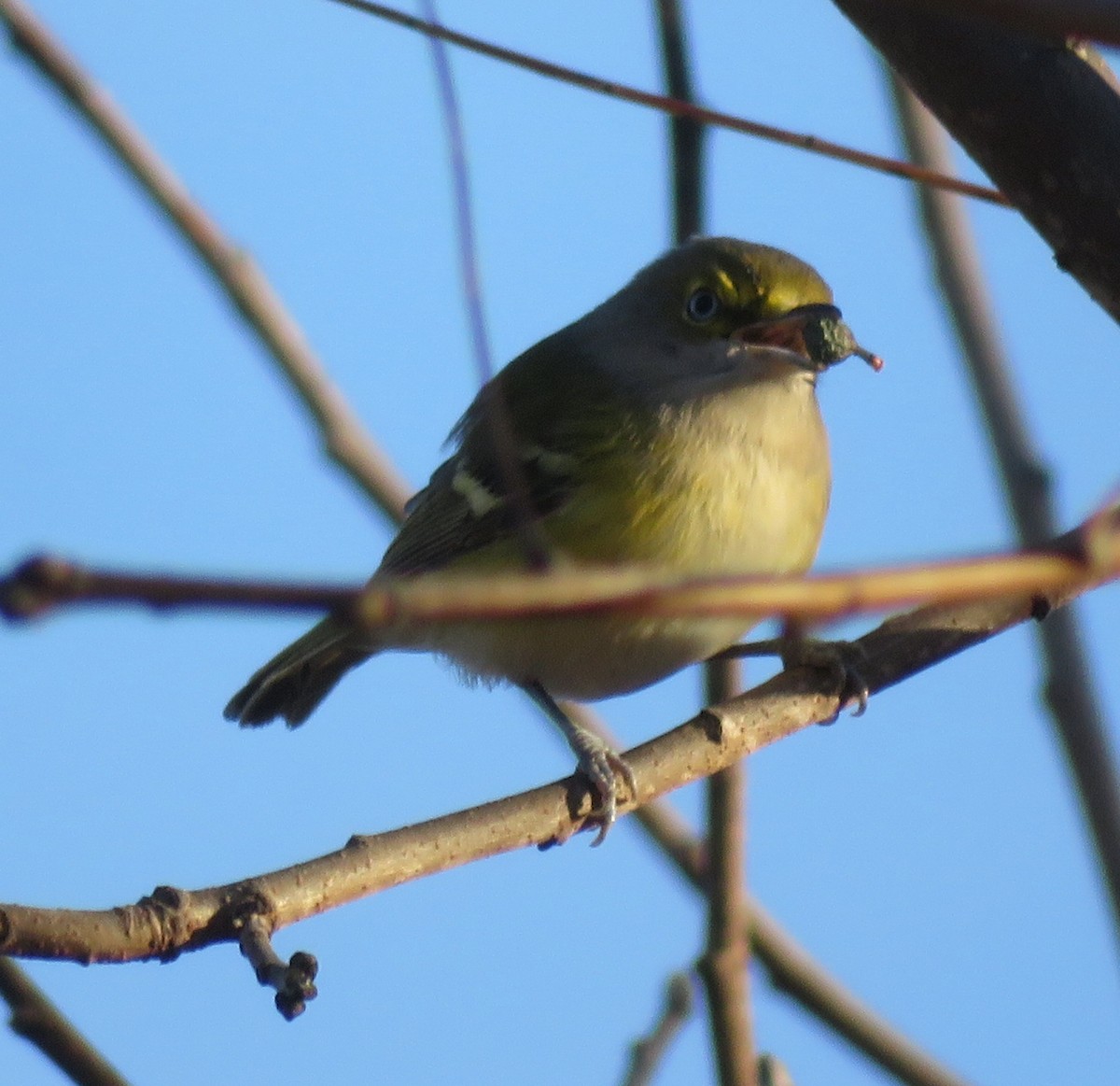 ויראו לבן-עין - ML647194584