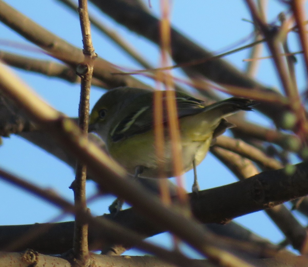 ויראו לבן-עין - ML647194585