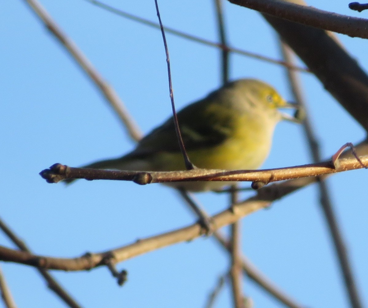 ויראו לבן-עין - ML647194586