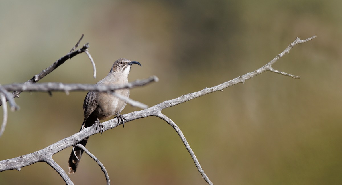 Crissal Thrasher - ML647194588