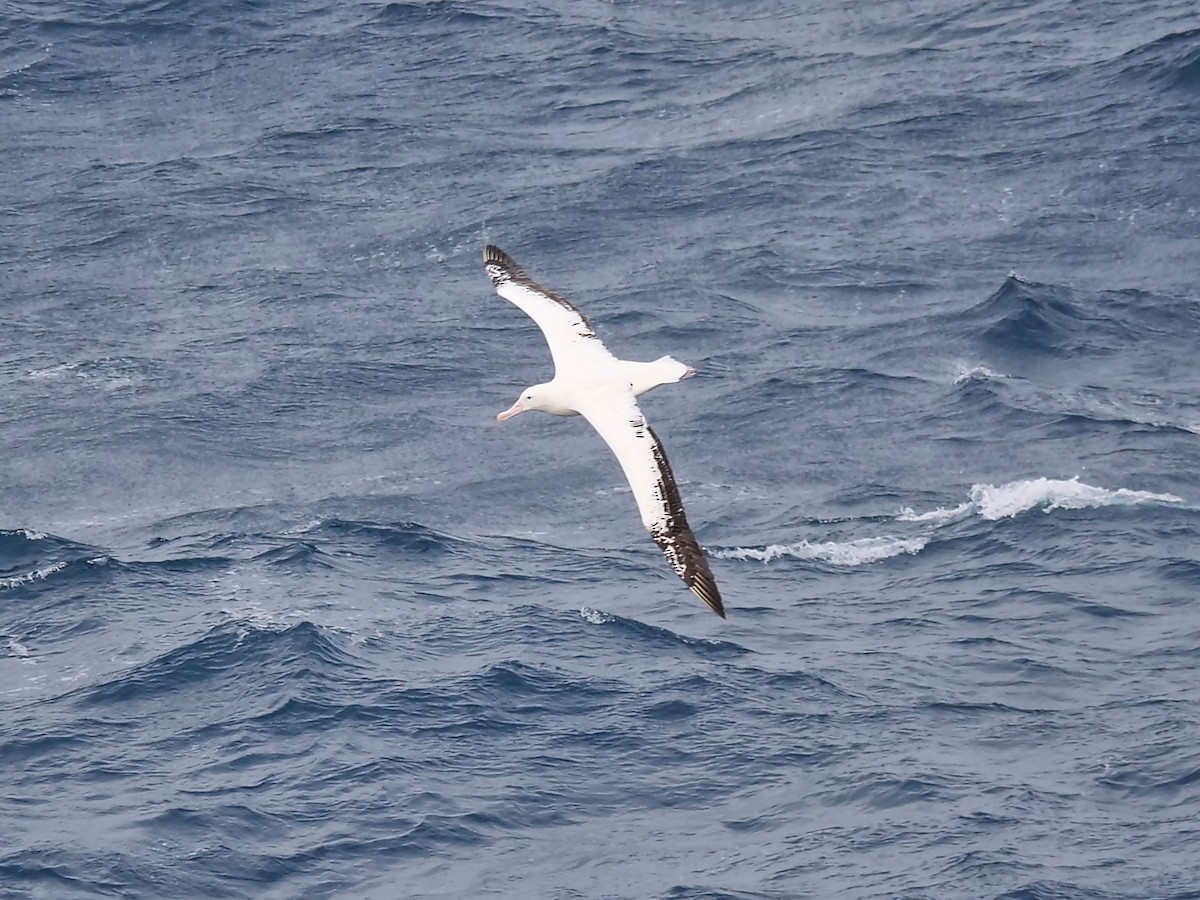 Snowy Albatross - ML647194589