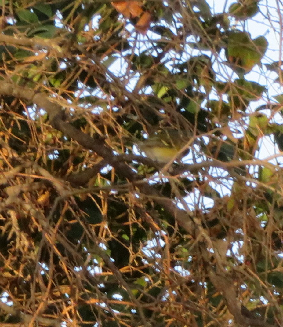 ויראו לבן-עין - ML647194593