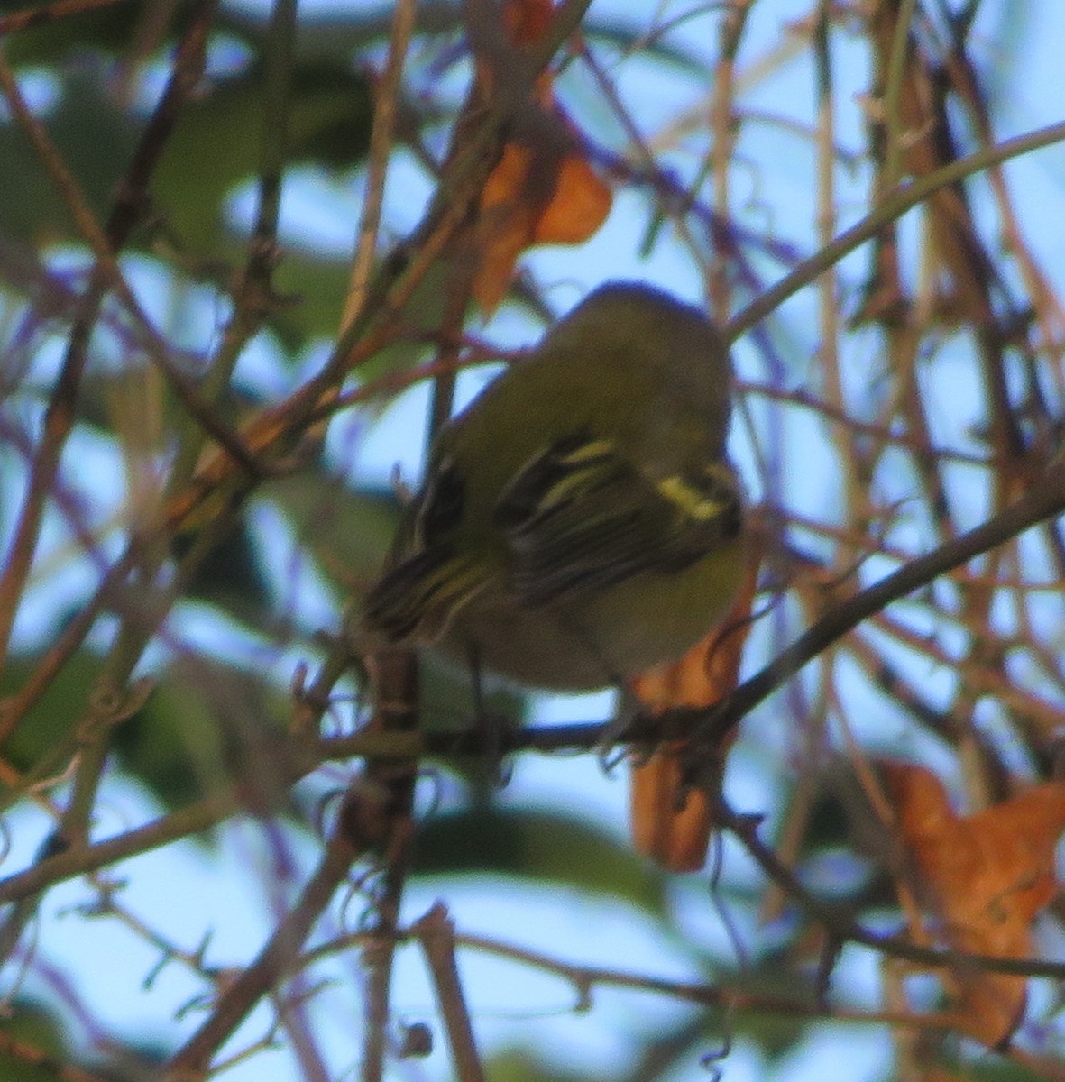 ויראו לבן-עין - ML647194594