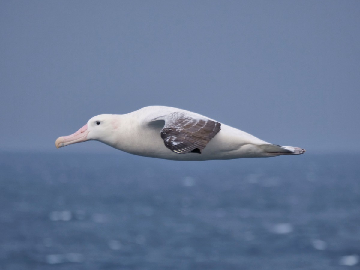 Snowy Albatross - ML647194595