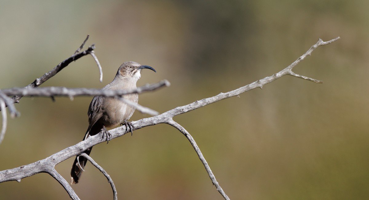 Crissal Thrasher - ML647194597