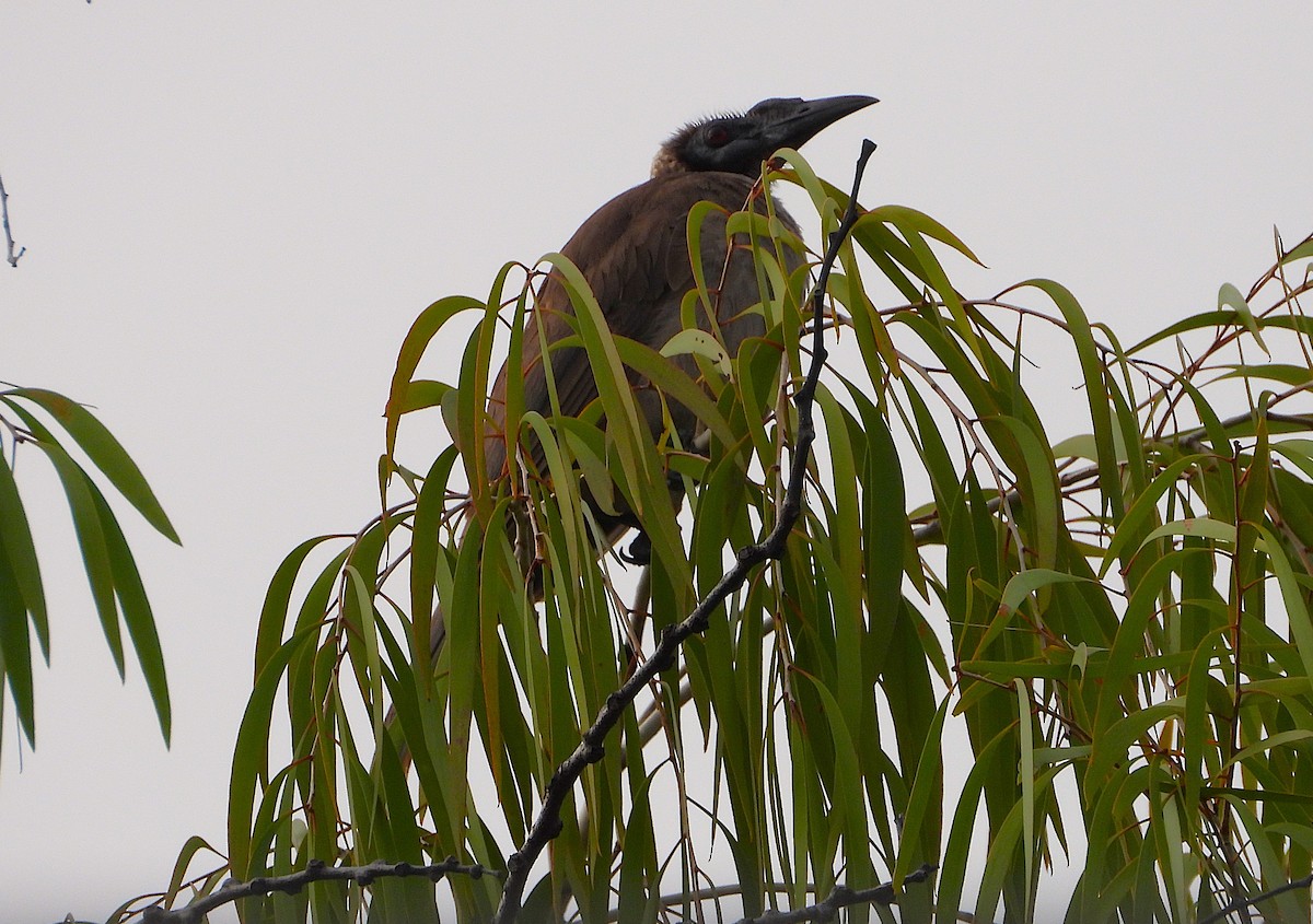 Helmeted Friarbird - ML647194598