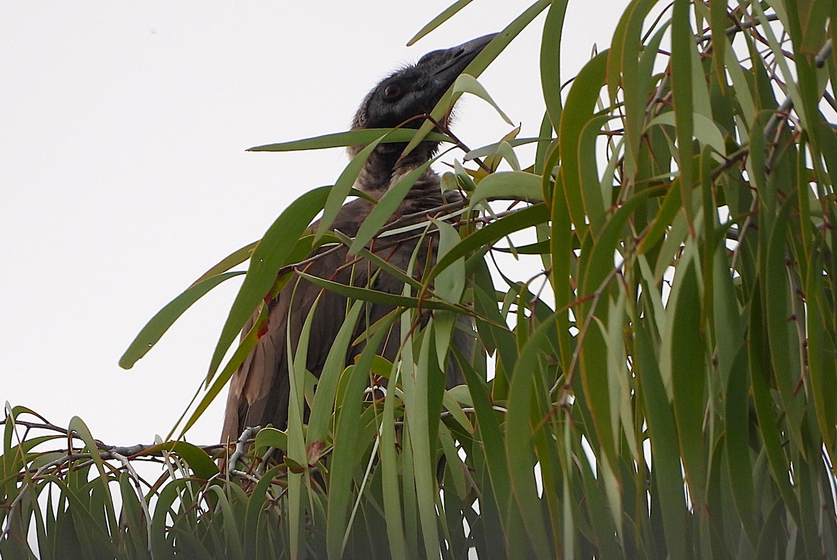 Helmeted Friarbird - ML647194599