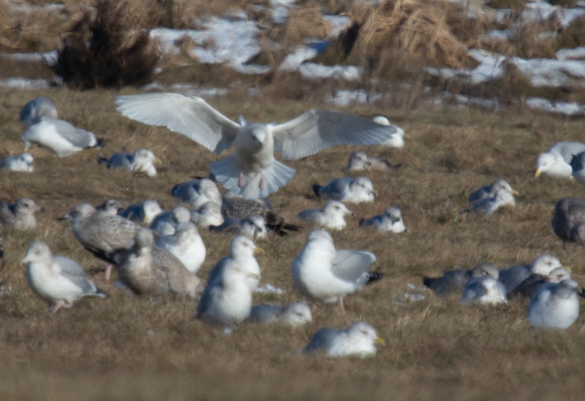 アイスランドカモメ（亜種 クムリーンカモメ） - ML647194602