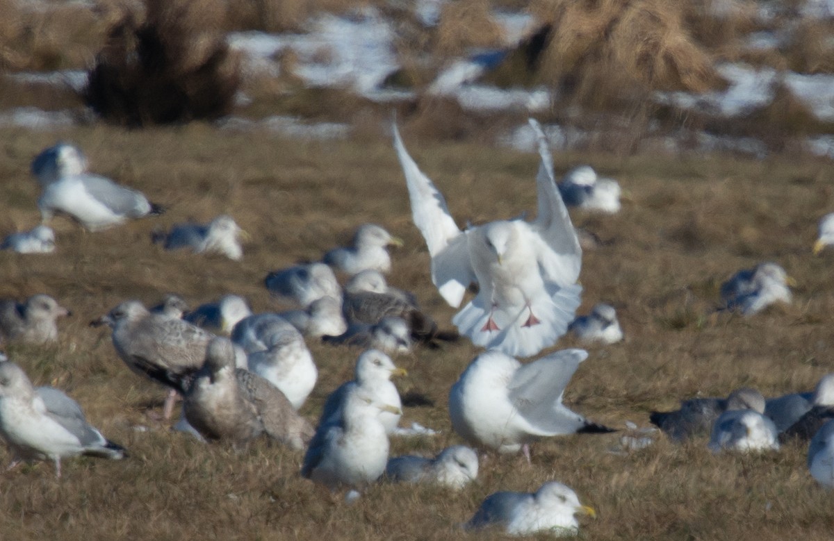 アイスランドカモメ（亜種 クムリーンカモメ） - ML647194603