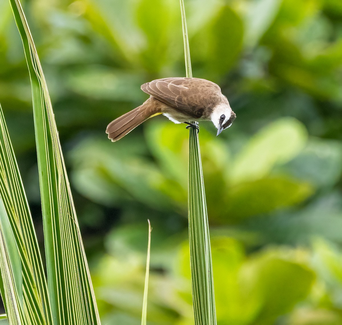 Yellow-vented Bulbul - ML647194604