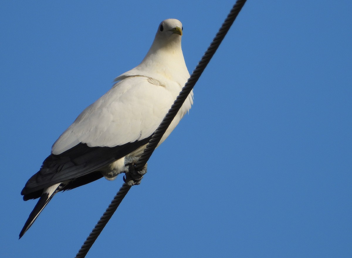 Torresian Imperial-Pigeon - ML647194607
