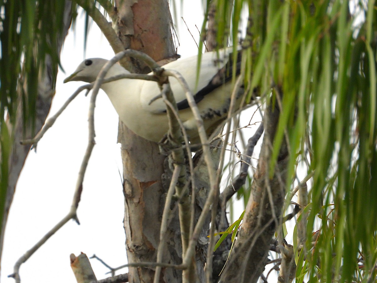 Torresian Imperial-Pigeon - ML647194608